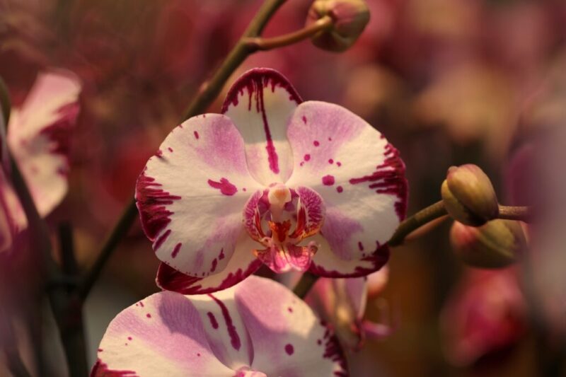 flowers orchid bloom botany 6926633