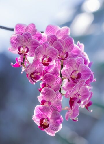 flowers orchids petals plants 7768218