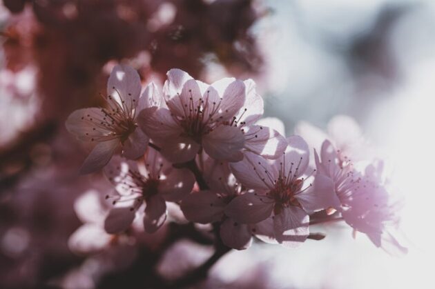 flowers plum blossom spring season 7144466