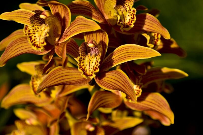 orchids flowers plant 6256963