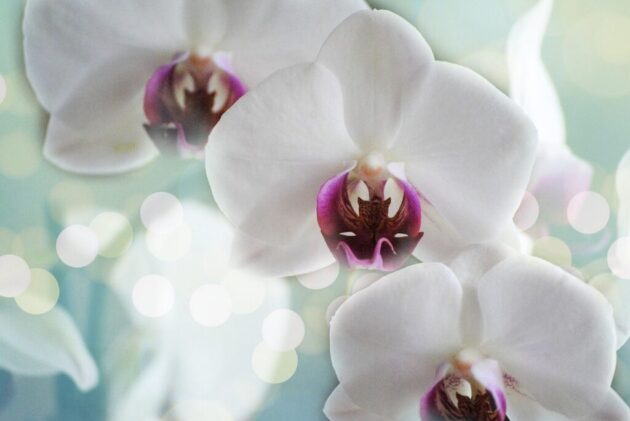 orchids white flower nature 1094761
